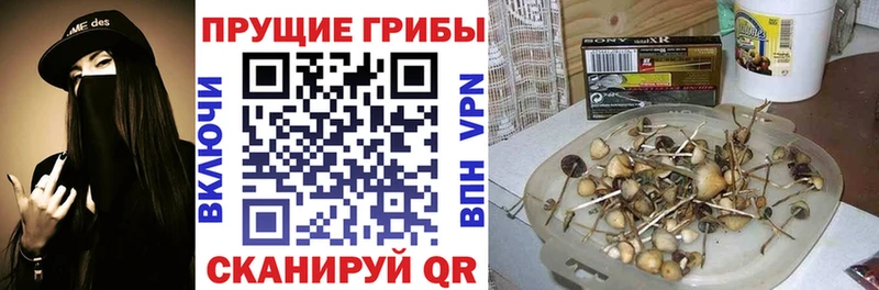 Купить где Лакинск Галлюциногенные грибы Psilocybine cubensis
